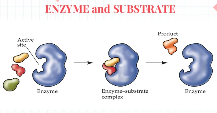 Enzyme and substrate mechanism