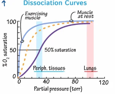 Oxygen dissociation curves