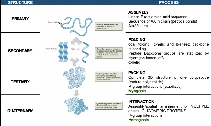 Detailed protein folding diagram