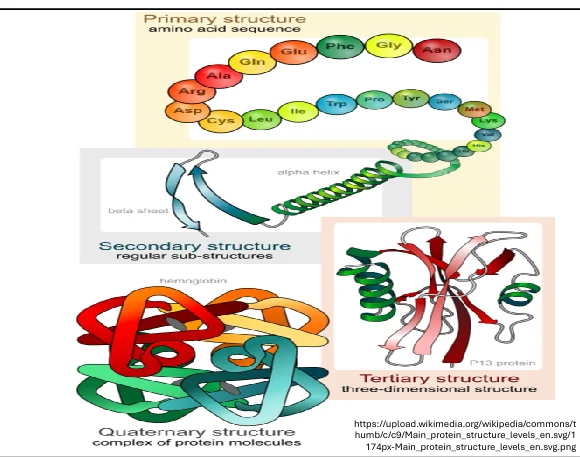 Levels of protein structure