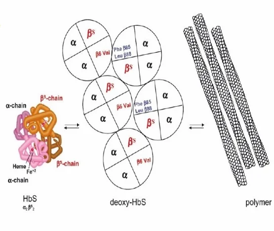 Sickle cell hemoglobin diagram