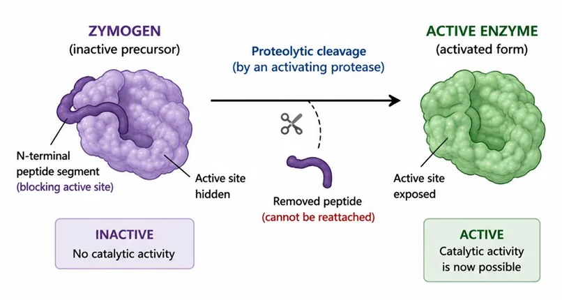 Zymogen activation diagram